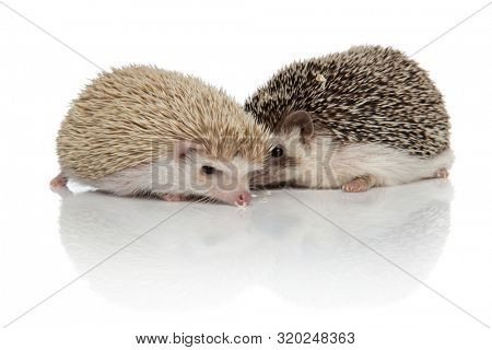 couple of two adorable hedgehogs cuddling and standing isolated face to face on white background, full body