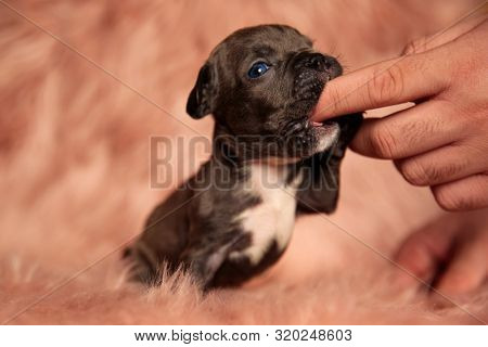side view of a dog grabing and biting a person's finger in a fluffy environment