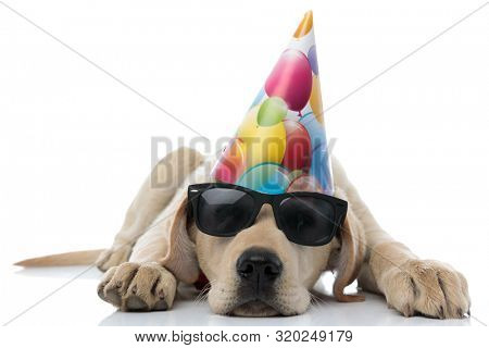 tired party labrador retriever puppy lying down on white background