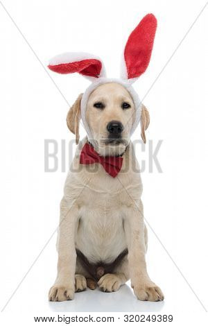 tired labrador retriever puppy dressed as easter bunny with red big bunny ears and bow tie sits on white background