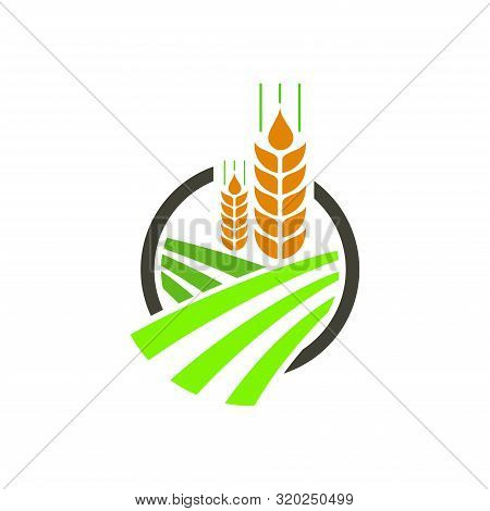 Agriculture Wheat Vector Logo Design Template,  Agribusiness, Eco-farm And Rural Country Logo.