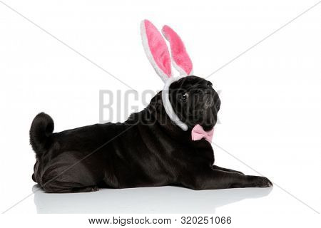 Side view of a confident black pug looking to the camera while wearing a pink bowtie and a headband with bunny ears, lying down on white studio background