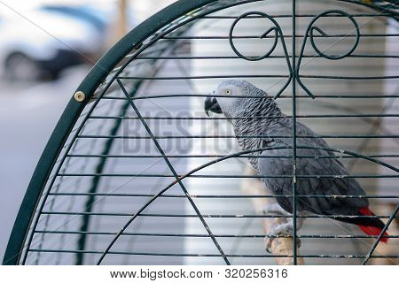 African Grey Parrot Jaco In Cage. Pet Store.