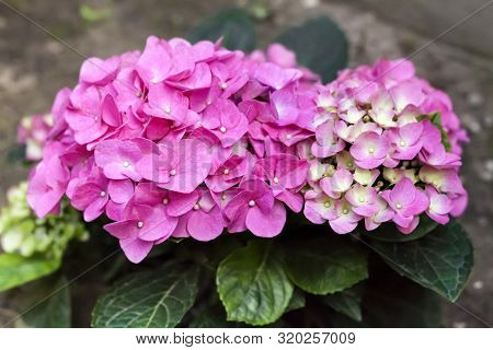 Pink Hydrangea Macrophylla (bigleaf Hydrangea) Inflorescence Closeup In Summer Garden