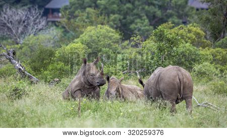 Three Southern White Rhinoceros Lyng Down Close To Houses In Kruger National Park, South Africa ; Sp