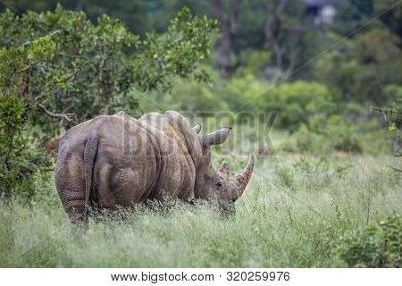Southern White Rhinoceros Rear View In Green Savannah In Kruger National Park, South Africa ; Specie