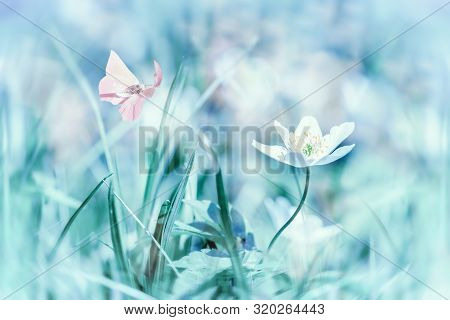 Dreamy White Spring Anemone Flower Bloom, Grass, Butterfly Closeup. Spring Floral Greeting Card Temp