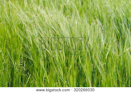 A Fragment Of A Green Rye Field As An Agricultural Background. Gramineae.