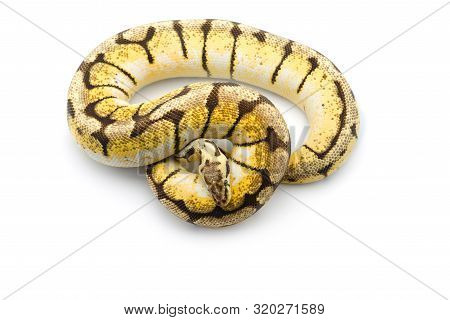 The Royal Python Isolated On White Background