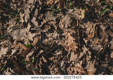 Withered Dry Brown Leaves. Faded Leaves On The Ground, End Of Autumn.