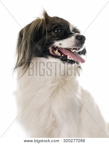 Phalene Papillon Dog In Front Of White Background