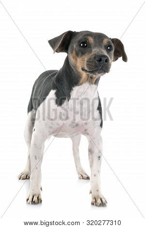 Brazilian Terrier In Front Of White Background
