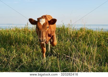 Red Cow Grazes In A Meadow Near The Sea.