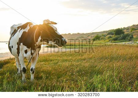 Spotted Cow Grazes In A Meadow Near The Sea