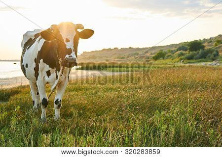 Spotted Cow Grazes In A Meadow Near The Sea