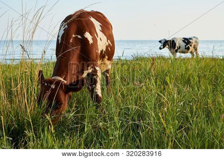 Red Cow Grazes In A Meadow Near The Sea