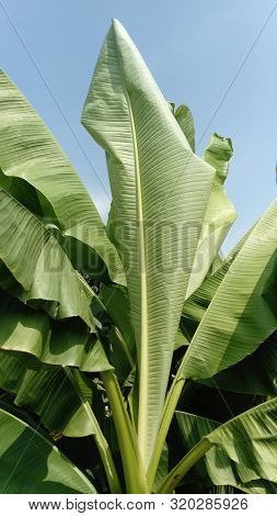 Banana Tree With Wide Green Leaves Against A Blue Sky