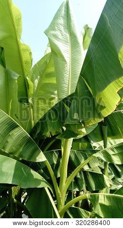 Banana Tree Plant With Wide Green Leaves