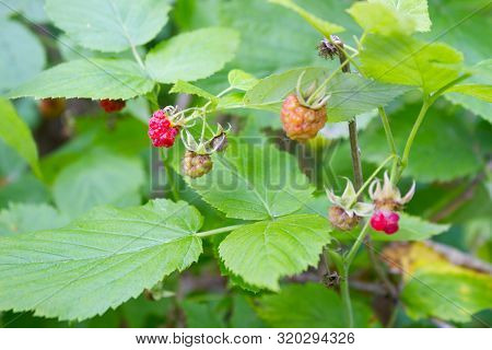 Uncultivated Wild Raspberries In Forest. Rape And Unrape Berries