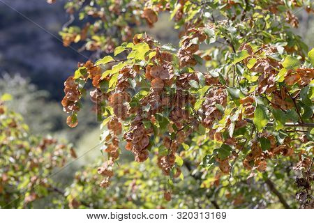 A Useful, Unusual Plant (paliurus Spina-christi) Grows In Its Natural Habitat On A Sunny Day (greece