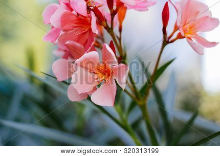 Pink Oleander Flower: Closeup Shot Of Pink Flowers On Oleander Shrub. Crimea Flowers.