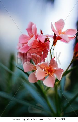 Pink Oleander Flower: Closeup Shot Of Pink Flowers On Oleander Shrub. Crimea Flowers.