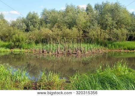 View Of The Swamp On A Sunny Summer Day In Belarusian Polesie.