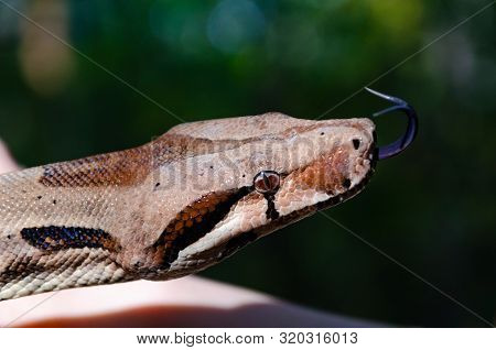 Boa Constrictor Imperator Normal Is Creeping. The Snake Is Coiling. Exotic Animals In A Habitat. The