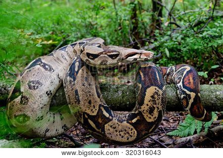 Boa Constrictor Imperator Normal Is Creeping. The Snake Is Coiling. Exotic Animals In A Habitat. The
