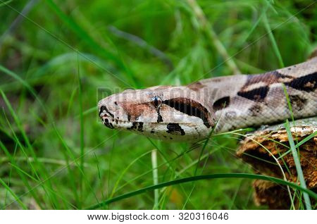 Boa Constrictor Imperator Normal Is Creeping. The Snake Is Coiling. Exotic Animals In A Habitat. The