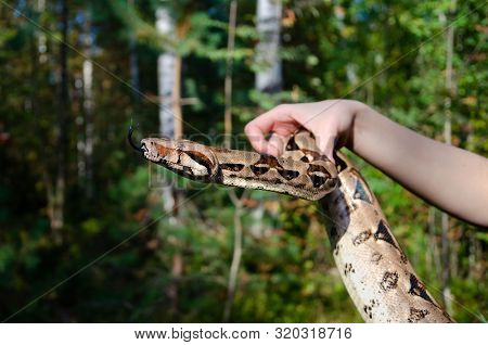 Fearless Girl Is Holding A Snake. Boa Constrictor Imperator Normal Is Creeping. The Snake Is Coiling