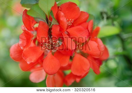 Summer Floral Background. Flower For Postcard Or Greeting Card. Beautiful Red Flowers Quince, Queen-