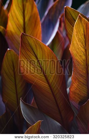Canna X Generalis With Large Beautiful Oblong Leaf Plates Painted In Dark Purple, Violet, Dark Green