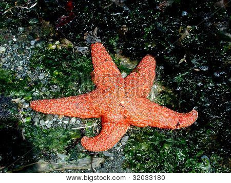 Estrella de mar