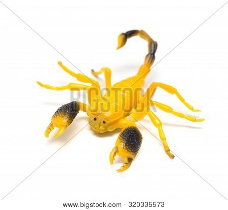 Dummy Scorpion Model On A White Background