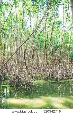 Mangrove Forest In Asia Thailand Natural Protection  Evironment From Seaside Water Sea.