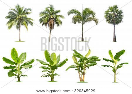 Coconut And Palm,banana Trees Isolated Tree On White Background , Tropical Trees Isolated Used For D