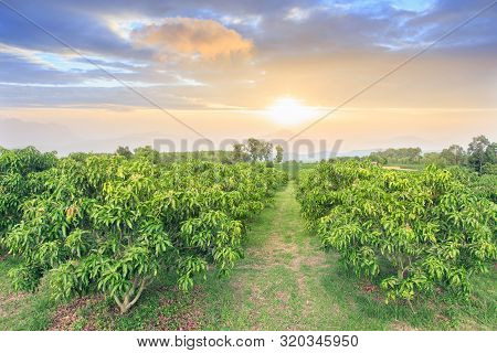 Mango Field,mango Farm With Blue Sky Background.agricultural Background Concept.retouch By Add Blue 