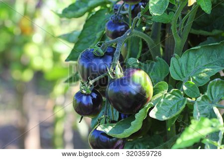 Black Tomatoes On A Branch In The Garden. Indigo Rose Tomato .