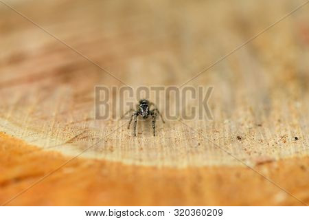 Jumping Spider (salticus Scenicus) On Wood Background. High Resolution Photo. Full Depth Of Field.