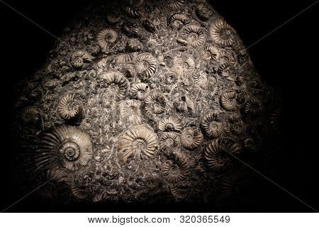 Ammonite Fossil Texture As Very Nice Natural Geology Background