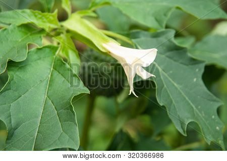 Close-up To Green Leaves And White Flower Of Toxic Plant Datura Stramonium In Herbal Garden