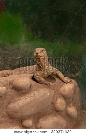 Close View Of Yellow Monitor Lizard (varanus Flavescens). Wildlife Photography