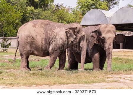 Couple Of Elephant Standing In The Sunny Day On The Grassland Of Chhatbir Zoo, India. Indian Wildlif