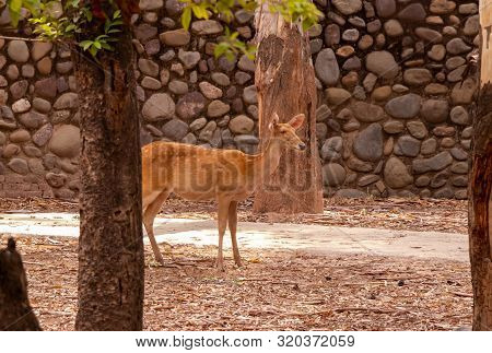 Gazella Bennettii Deer Standing Alert In The Zoo On Dry Surface