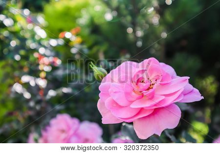 Beautiful Pink Roses Bonica In The Garden. Perfect For Background Of Greeting Cards For Birthday, Va