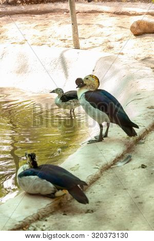 Group Of Grey Ducks Gadwalls Standing On The Edge Of Pond At Chhatbir Zoo, India. Indian Wildlife An