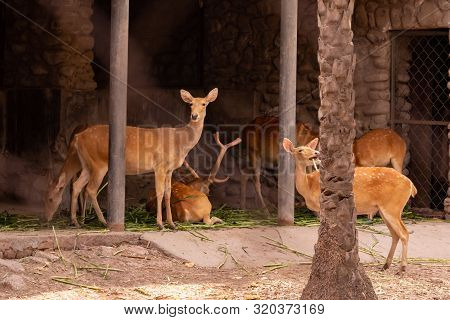 Group Of Roe Deer Staring And Eating Green Grass In The Shed At Chhatbir Zoo, India