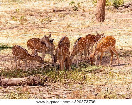 Herd Of Cheetal Also Known As Spotted Deer Or Axis Deer Grazing In The Forest