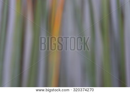 Abstract Natural Blurred Background In Lilac Hue. Copy Space.